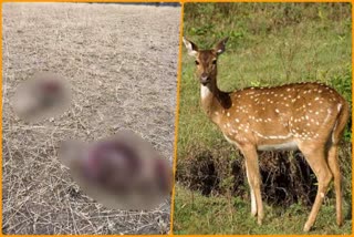 deer hunting in Jaisalmer, deer death in Jaisalmer