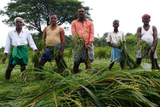 பொங்கலை புறக்கணித்த நன்னிலம் விவசாயிகள்