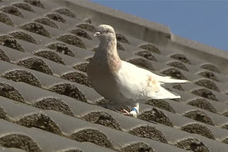 Australia to kill pigeon that crossed Pacific from Oregon