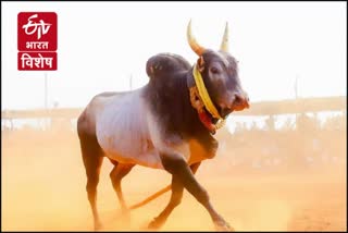 Jallikkattu traditional sport of Tamils