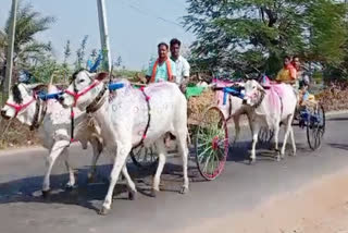 bulls cart races for kothakonda veerabhadra swamy temple