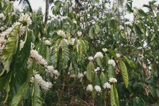 Wayanad Coffee farmers in distress  വയനാട്ടിൽ കാപ്പി കർഷകർ ദുരിതത്തിൽ  കാപ്പി വിലയിടിവ്  wayanad coffee farmers