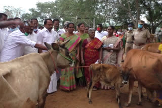 punjai puliampatti cow market deserted on pongal