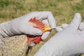 Confirmation of bird flu in Balod