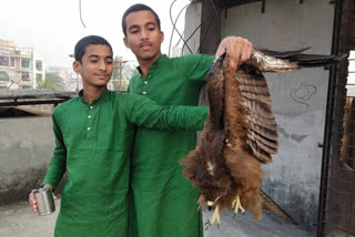 eagle trapped in manja was saved by efforts of school boy in thane