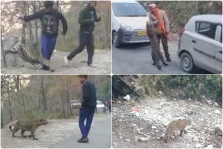 leopard kullu on road कुल्लू तेंदुआ वायरल फोटो