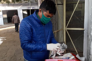 birds injured during kite flying in Kota