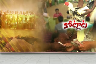 cock-fighting-in-godavari-districts