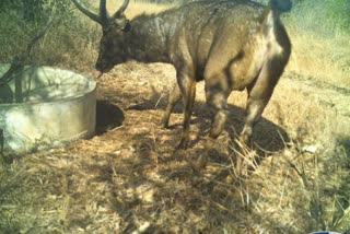 Sambar deer's entered to Jogimatti Forest Area