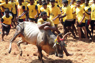 58 people injured during jallikattu