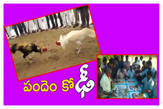 3rd-cock-fight-in-west-godavari-district