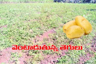 fungus-attack-on-potato-farming-ar-chinna-hyderabad-jaheerabad-mandal-in-sanagreddy-district