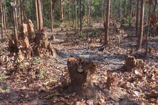 Illegal cutting of trees in border dispute between two villages of kondagaon