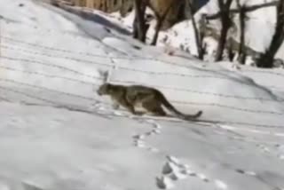 snow-leopard-video-viral-in-lahaul-spiti