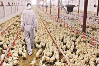 Everything about Bird Flu explained