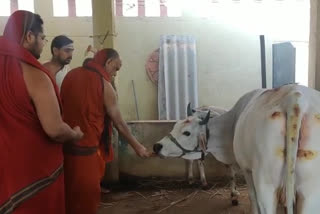 Gopuja on the occasion of Kanuma in Saradapitam