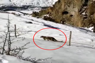 snow leopard viral video in lahaul spiti