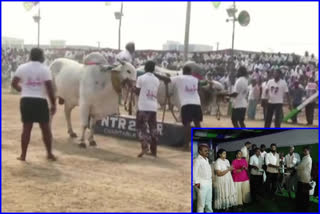 ongol ox races