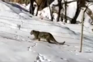 snow-leopard-video-viral-in-lahaul-spiti