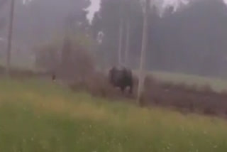Rhinoceros attacks forest officer in Bihar