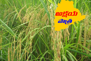 paddy cultivation, telangana