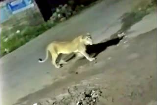 fear-of-leopard-in-chittapur-video-goes-viral-in-social-media