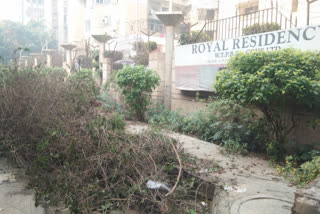 dwarka sector-9 royal residency  Pruning of trees Royal Residency Society  delhi bird flu  bird flu risk Royal Residency Society