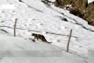 snow-leopard-video-viral-in-lahaul-spiti