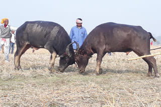 BUFFALO FIGHT at nagaon ahatguri