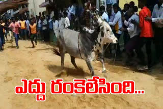 jallikattu in mambedu