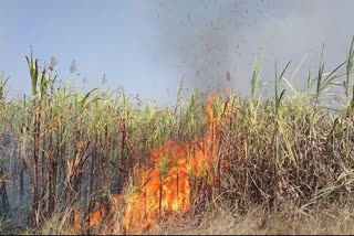 fire in sugarcane crop