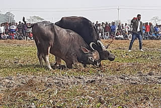 Despite a Supreme court ban, Assam sees buffalo fight on Magha Bihu