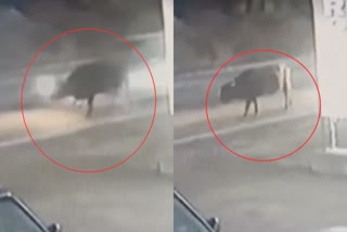 Car and bull accident viral video mandi