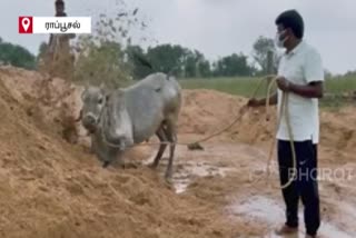 Minister Vijayabaskar's bull preparing to participate in the Alankanallur Jallikkattu competition