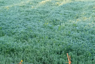 Frost damage to crops in jabalpur