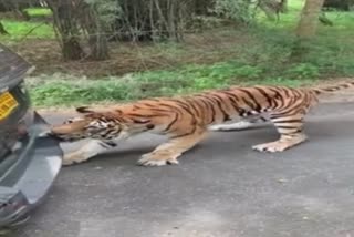 Tiger Pulling Innova car: video viral on social networking site