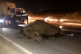 Container collided to elephant on highway