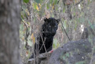 Black leopard