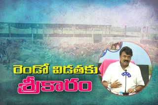 government starts second phase sheep distribution from today in nalgonda