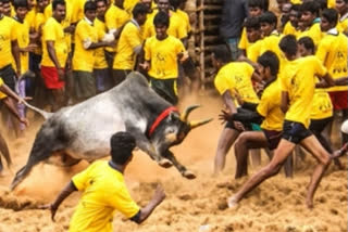 Jalikattu and bull fight