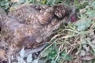 Dead birds found again near Solan-Kumarhatti bypass