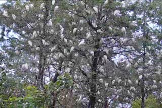 ಕಾಫಿನಾಡಿನಲ್ಲಿ ಸೃಷ್ಟಿಯಾಗಿದೆ ಬೆಳ್ಳಕ್ಕಿಗಳ ಪ್ರಪಂಚ