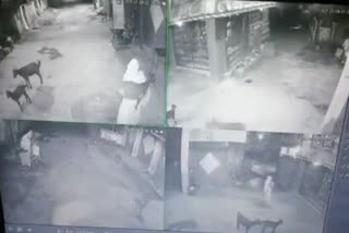 couple-stealing-sheep-cctv-footage