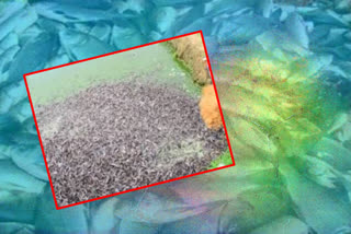 a license is mandatory for the sale of fish feed in ap