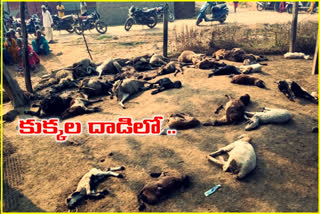 40 goats killed in street dog attack in nizamabad district