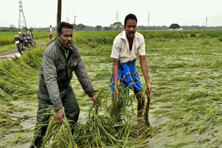 தொடரும் மழையால் 70 ஆயிரம் ஏக்கர் சம்பா தாளடி பயிர்கள் சேதம்