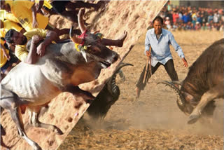 Assam bullfight vs Jallikkattu  Assam bullfight  Jallikkattu  bullfight vs Jallikkattu  തമിഴ്നാട്ടില്‍ ജല്ലിക്കെട്ട് എങ്കിൽ അസമില്‍ കാളപ്പോര്  തമിഴ്നാട്ടില്‍ ജല്ലിക്കെട്ട്  Jallikkattu  ജല്ലിക്കെട്ട്  കാളപ്പോര്