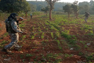 police-destroyed-opium-in-chaibasa