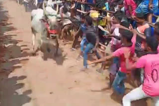 thirupattur district bull race, தோக்கியம் எருது விடும் திருவிழா, காளை ஓட்டம், காளை ரேஸ், எருது விடும் திருவிழா, tn bull race, tamilnadu bull race, pongal festival in tamilnadu, pongal events, பொங்கல் திருவிழா கொண்டாட்டம் 2021, பொங்கல் 2021, pongal 2021, திருப்பத்தூர் செய்திகள், thirupathur news, thekkiyam bull race