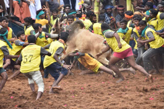 600 மேற்பட்ட காளைகள் பங்கேற்ற பழனி ஜல்லிக்கட்டு